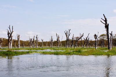 Dead trees at lakeshore against sky