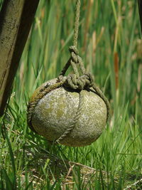 Close-up of grass