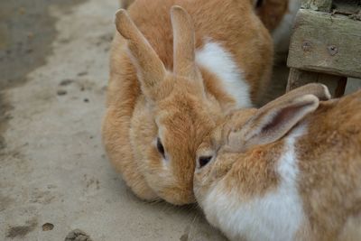 Close-up of rabbits on floor 