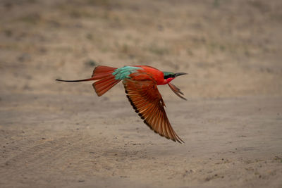 Close-up of bird flying against sky