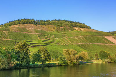 Scenic view of landscape against clear blue sky