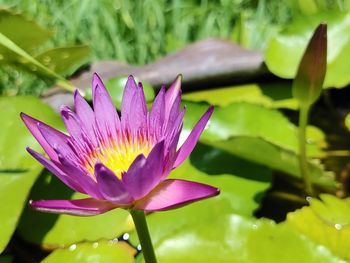 Close-up of purple water lily in lake