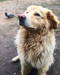 Close-up of dog