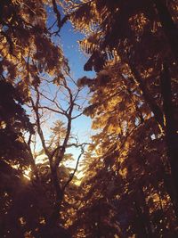 Low angle view of tree