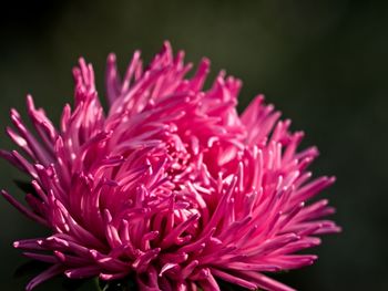 Close-up of pink flower