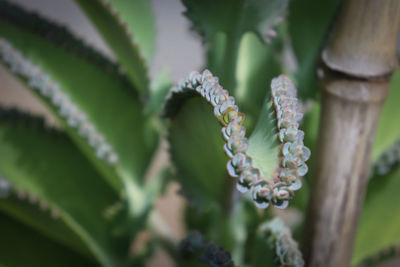 Close-up of flowering plant