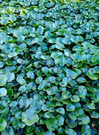 Full frame shot of leaves