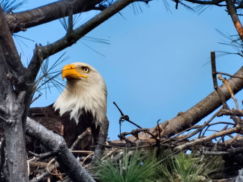 Low angle view of bird perching on branch