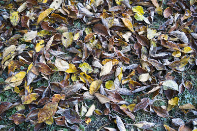 Full frame shot of autumn leaves