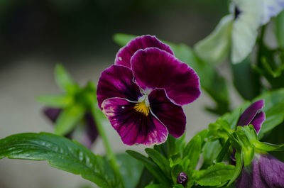 Close-up of purple flowering plant