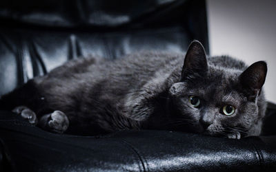 Close-up of cat lying on sofa