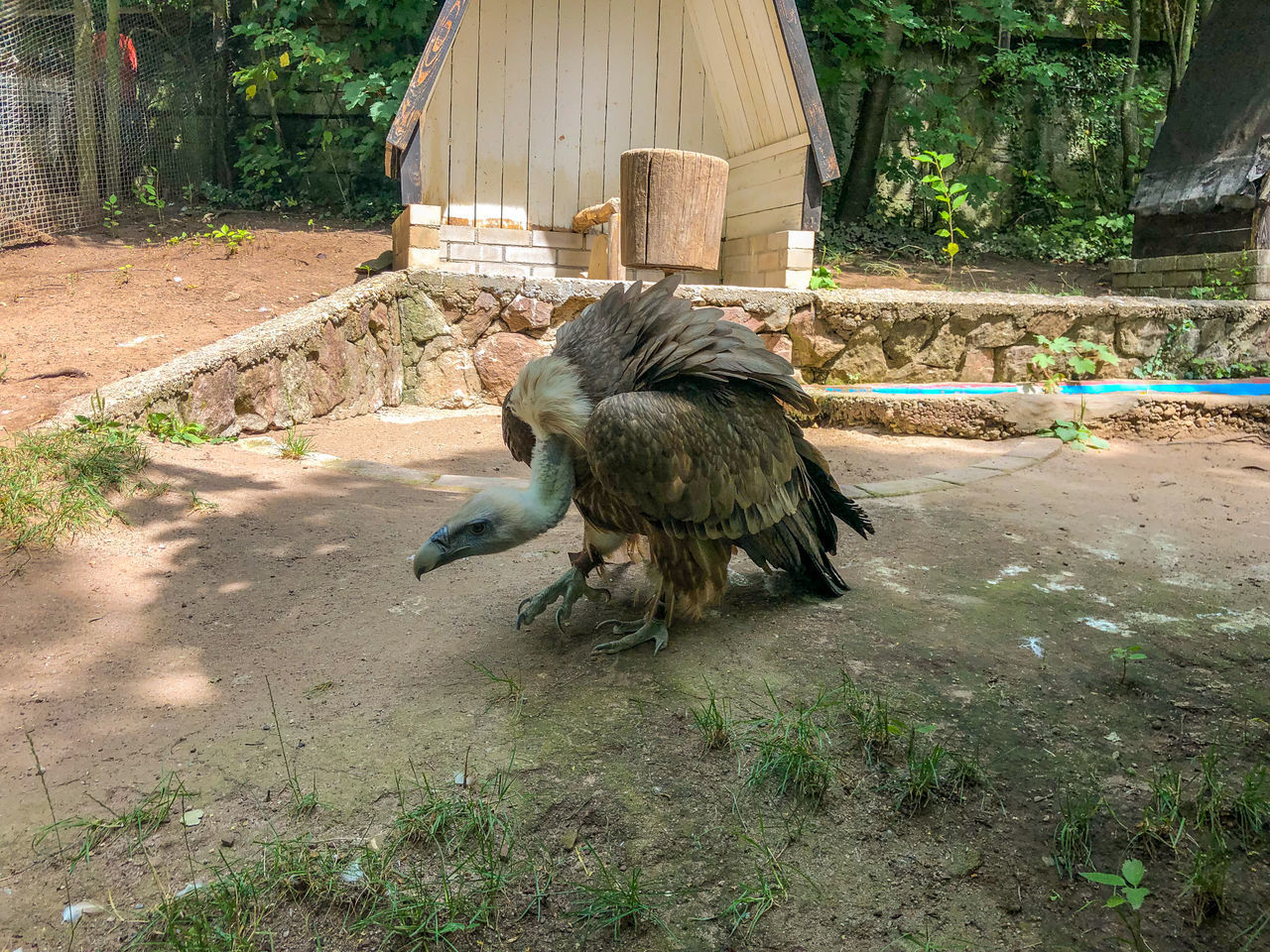 VIEW OF BIRD ON GROUND