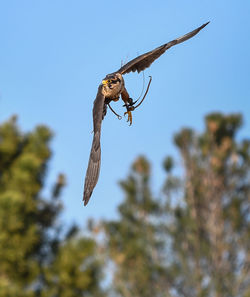 Low angle view of bird flying against sky