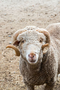 Portrait of horned merino sheep looking up. rascafria, spain