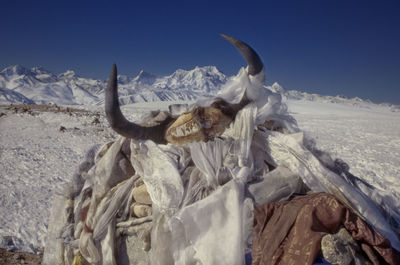 Horse on snow covered mountain against sky