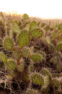 Close-up of cactus growing on field against sky