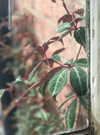 Close-up of ivy growing on tree