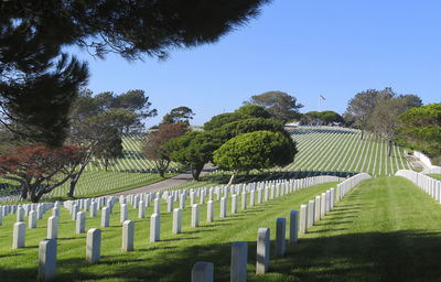 Trees in cemetery against clear sky