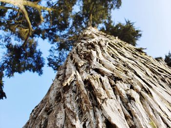 Low angle view of tree trunk against sky