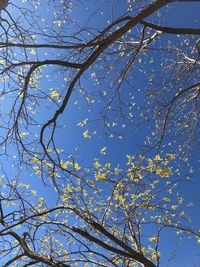 Low angle view of flower tree against blue sky