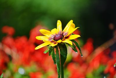 Close-up of yellow flower blooming outdoors