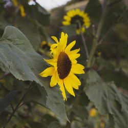 Close-up of yellow flowering plant