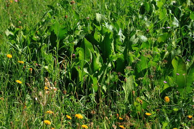 Close-up of leaves on field