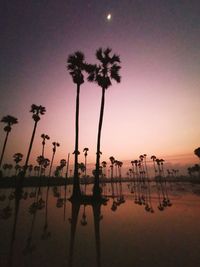 Silhouette palm trees against sky during sunset