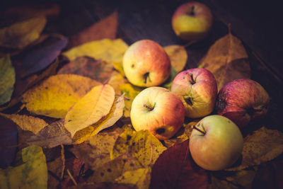 Close-up of rotten apples and autumn leaves on table