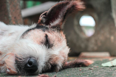 Close-up of dog sleeping on footpath