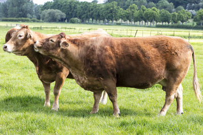 Cows in a field