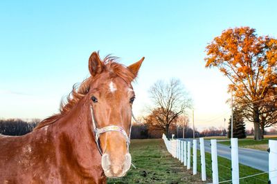 Close-up of horse standing on tree