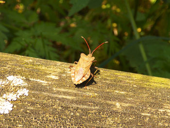 Close-up of insect on leaf