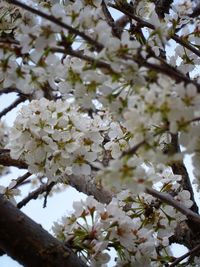 Low angle view of cherry blossom tree