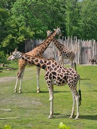 View of giraffe in zoo