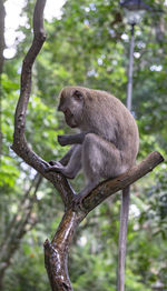 Monkey sitting on branch in forest