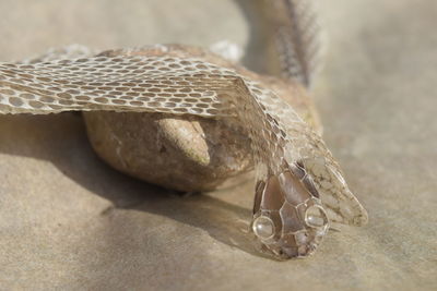 Close-up of snake