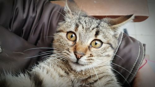 Close-up portrait of cat