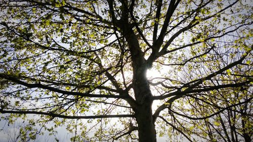 Low angle view of tree