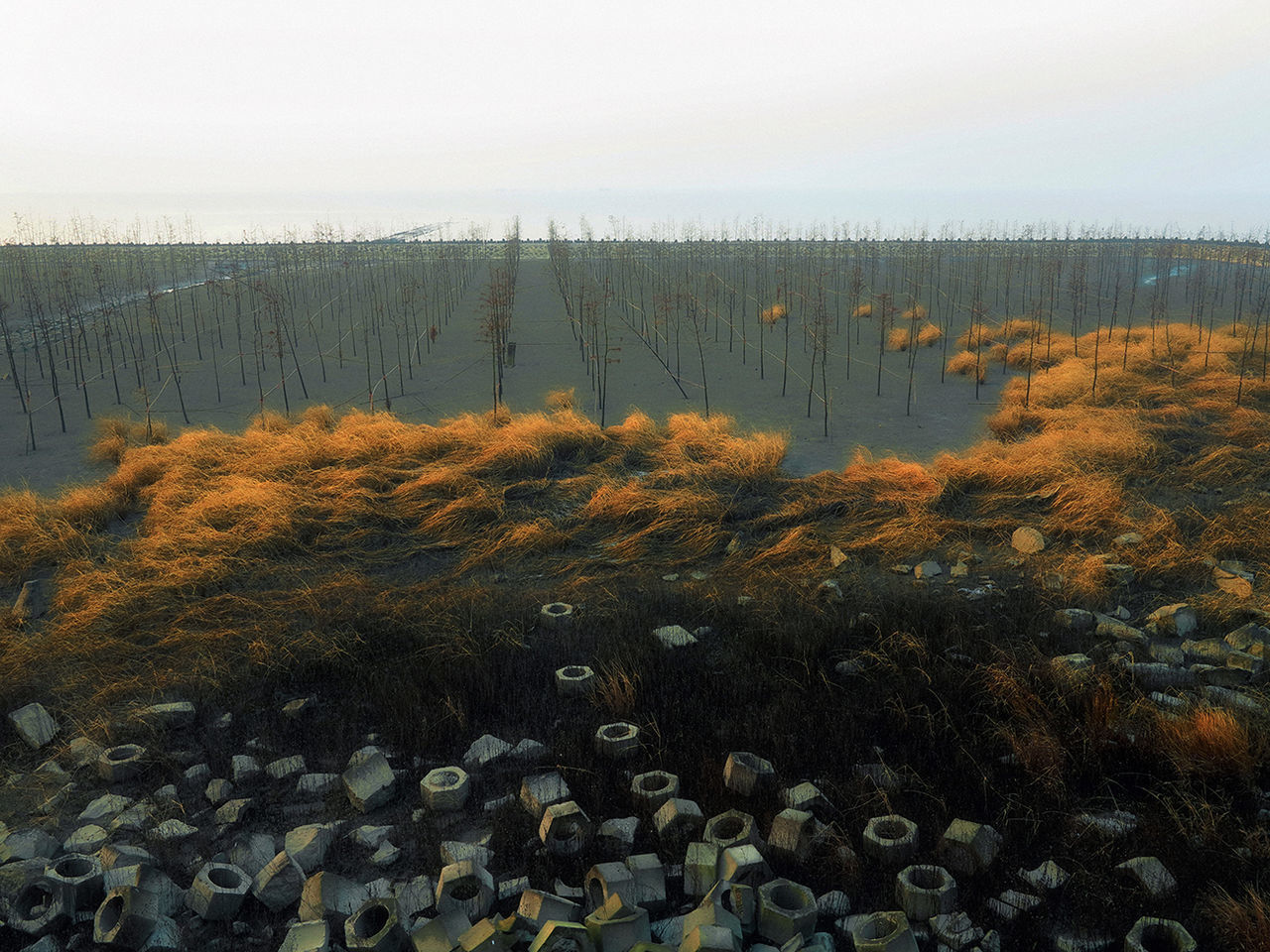 PLANTS GROWING ON LAND AGAINST SKY