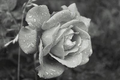 Close-up of water drops on rose