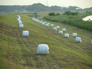 Row of agricultural field