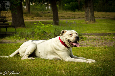 Dog lying on grass