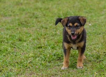 Portrait of dog on field