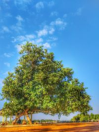 Low angle view of trees against sky