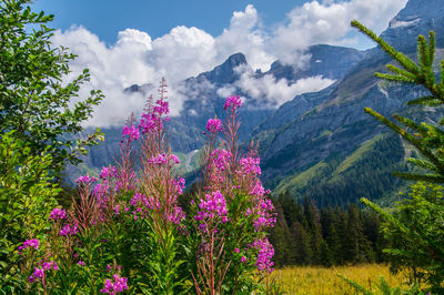 Pink flowering plants by land against sky