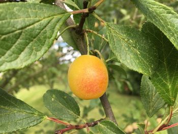 Close-up of fruit on tree