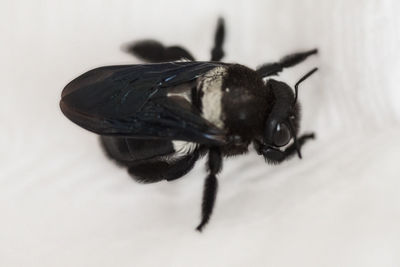 Close-up of housefly