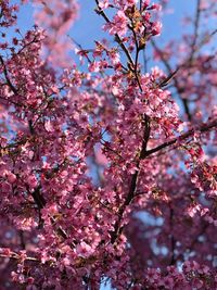 Low angle view of pink cherry blossom