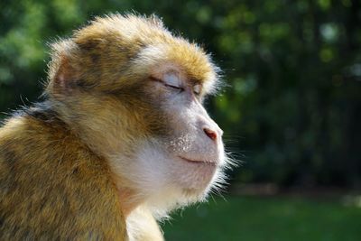 Close-up of a monkey